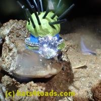 /home//u458753944/public_html/sourcegallery/////////////////////////////////////Roxborough Toad Detour/2013-2019/2018/2018-04-28/P4280034.JPG